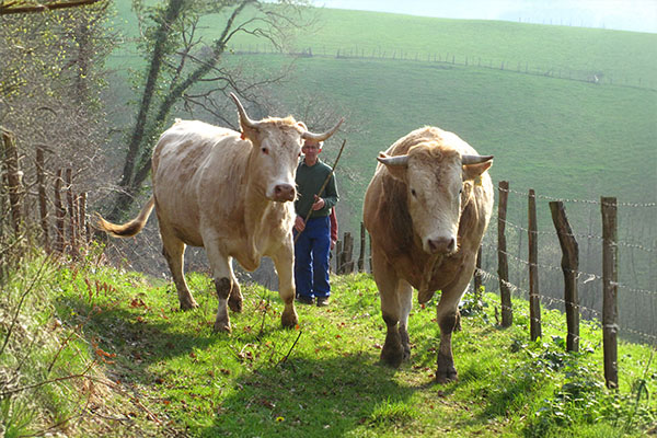 Vaches Betizu guidées par le berger à la ferme Kukulu d'Espelette