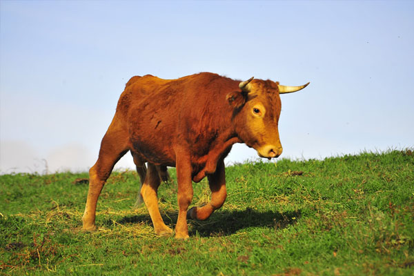 Vache Betizu paissant dans les pâturages de la ferme Kukulu à Espelette