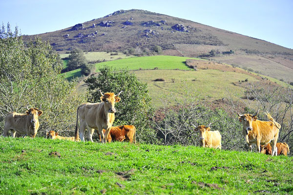 Vaches Betizu à la ferme Kukulu à Espelette