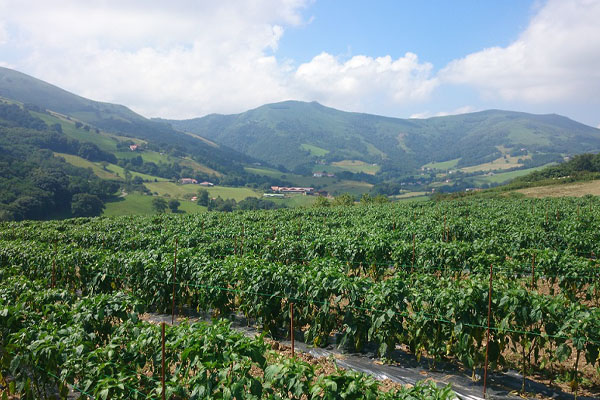 Plantations de Piment d'Espelette à la ferme Kukulu