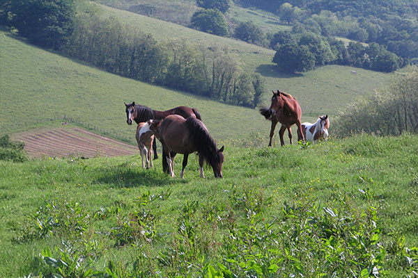 Chevaux sur les terres de la ferme Kukulu à Espelette