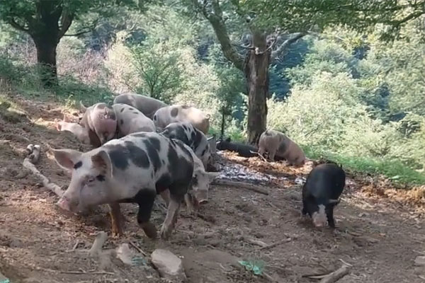 Des porcs à la ferme Kukulu à Espelette