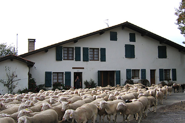Troupeau de moutons de la ferme Kukulu, à côté de la maison