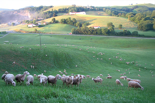Brebis pour la production de fromage artisanal à la ferme Kukulu à Espelette