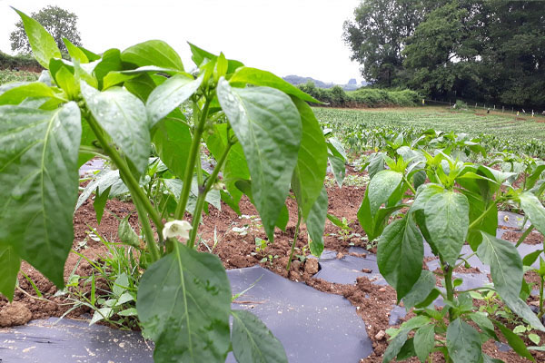 Processus de croissance des plants de piment d'Espelette à la ferme de Kukulu