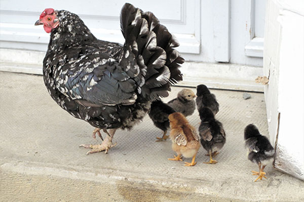 Poule et ses poussins à la ferme Kukulu d'Espelette